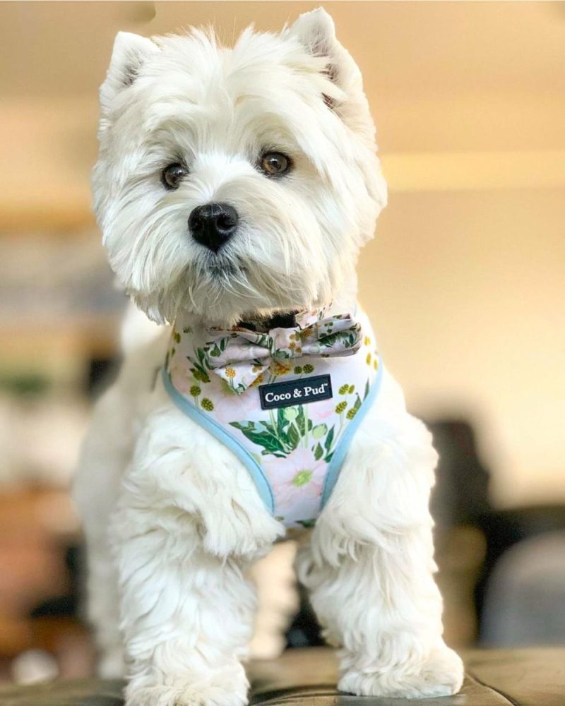 Reversible Harnesses | Windflower Reversible Dog Harness