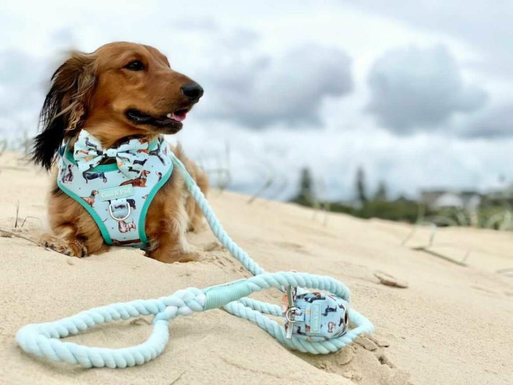 Rope Leads | Azure Rope Lead/ Leash – NEW!