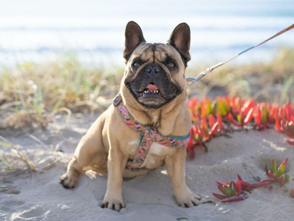 UniClip Harnesses | Brush With Nature UniClip Lite Strap Harness