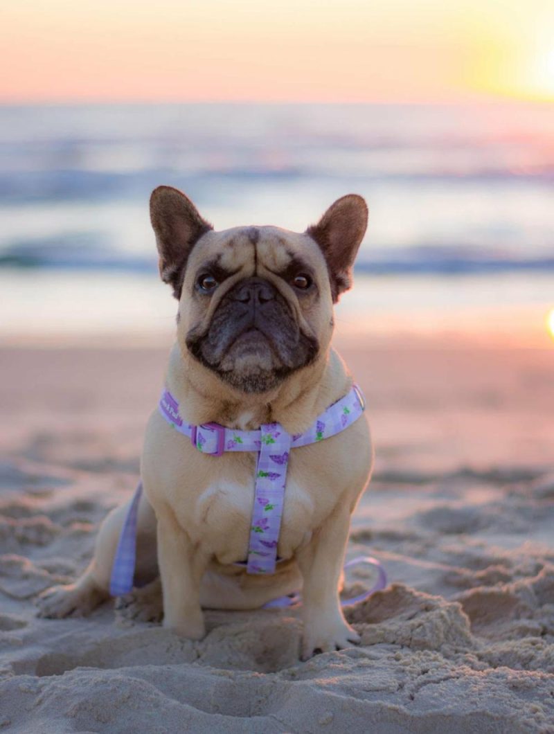 UniClip Harnesses | Gingham Lilac UniClip Lite Dog Harness