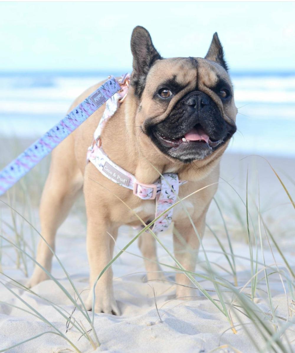 UniClip Harnesses | Le Jardin UniClip Lite Dog Harness