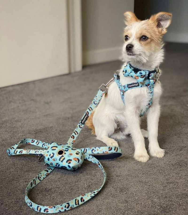 UniClip Harnesses | Walk on the Wild Side UniClip Lite Dog Harness