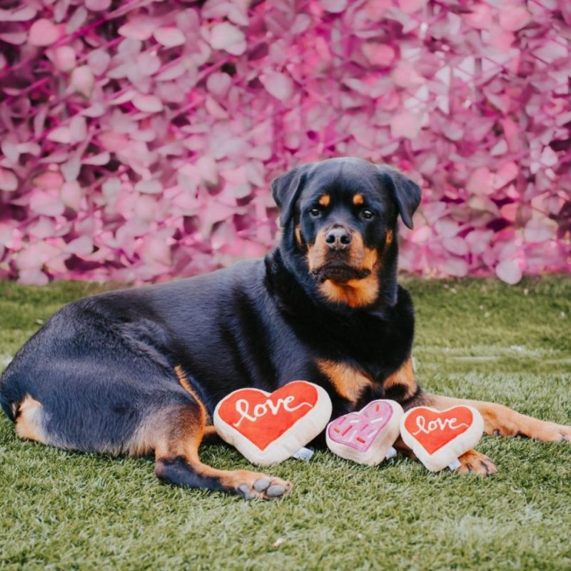 Valentine’s Day | Red Heart Love Sugar Cookie Dog Toy