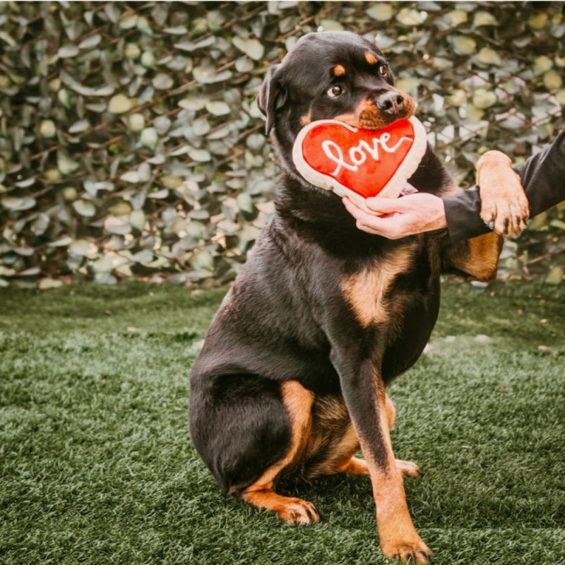 Valentine’s Day | Red Heart Love Sugar Cookie Dog Toy