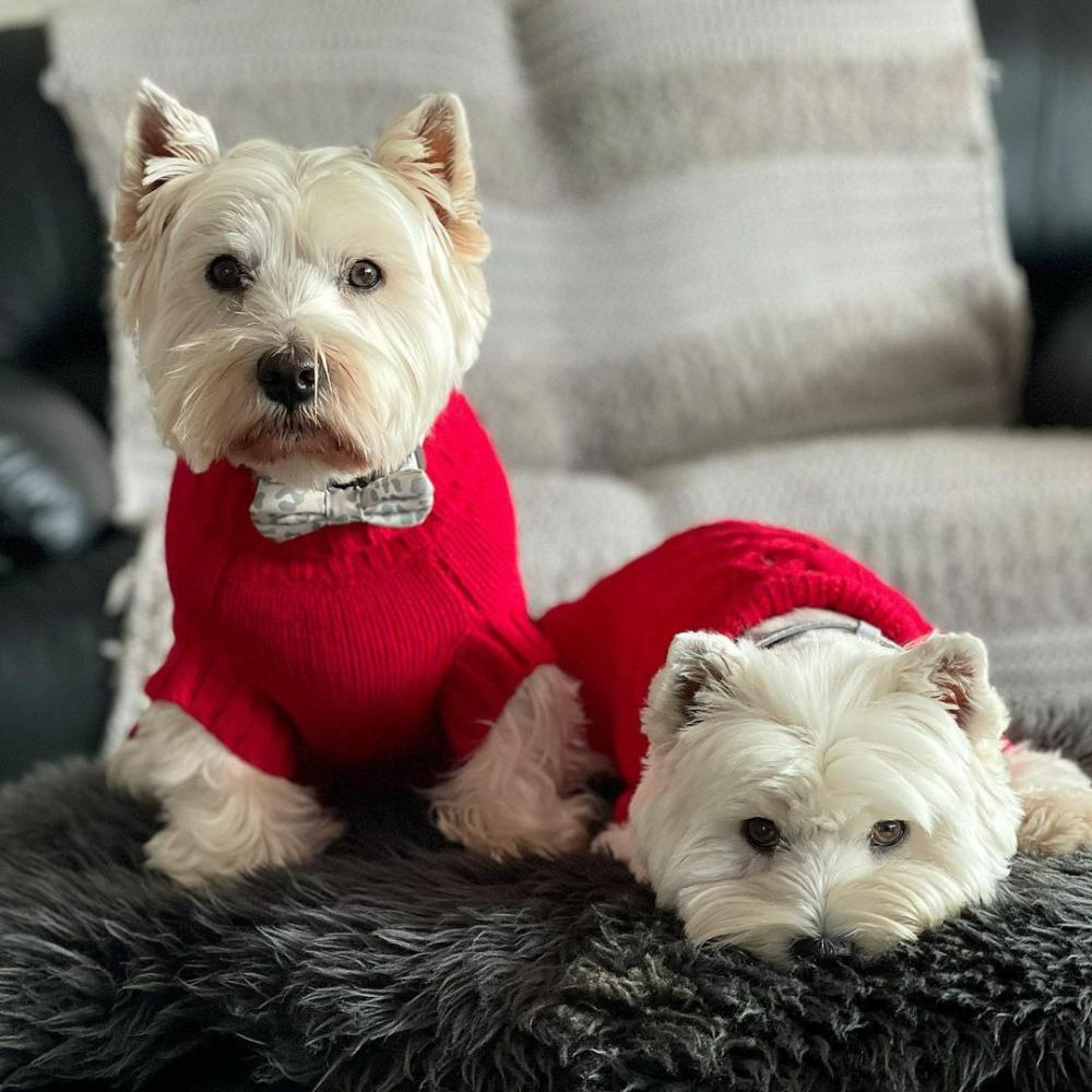 Wool Sweaters | Coco Cable Dog Sweater/ Dog Jumper – Barn Red