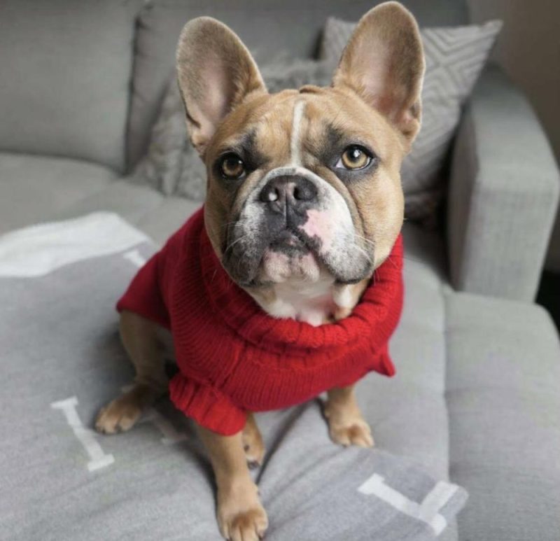 Wool Sweaters | Coco Cable Dog Sweater/ Dog Jumper – Barn Red