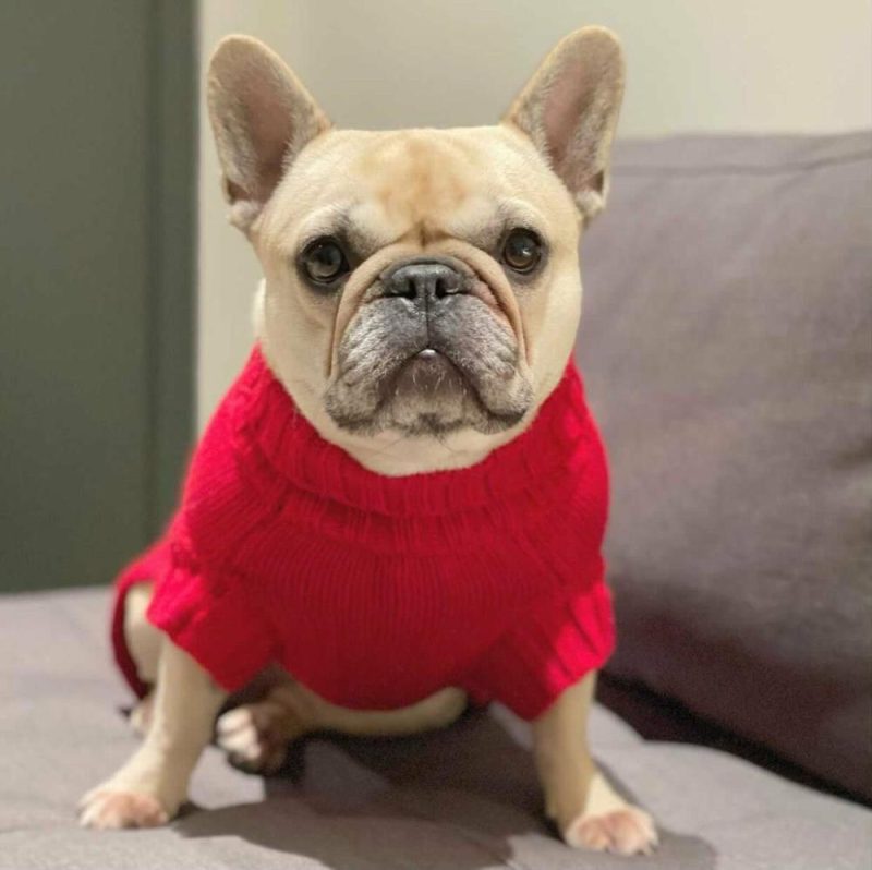 Wool Sweaters | Coco Cable Dog Sweater/ Dog Jumper – Barn Red