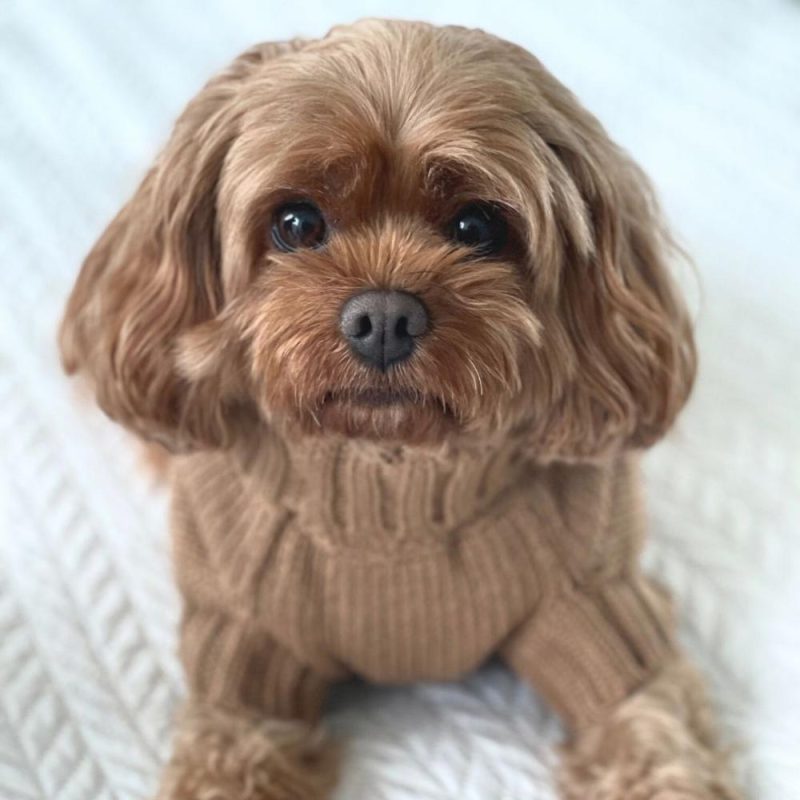 Wool Sweaters | Coco Cable Dog Sweater/ Dog Jumper – Cinnamon