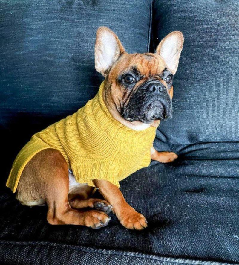 Wool Sweaters | Coco Cable Dog Sweater/ Dog Jumper – Mustard