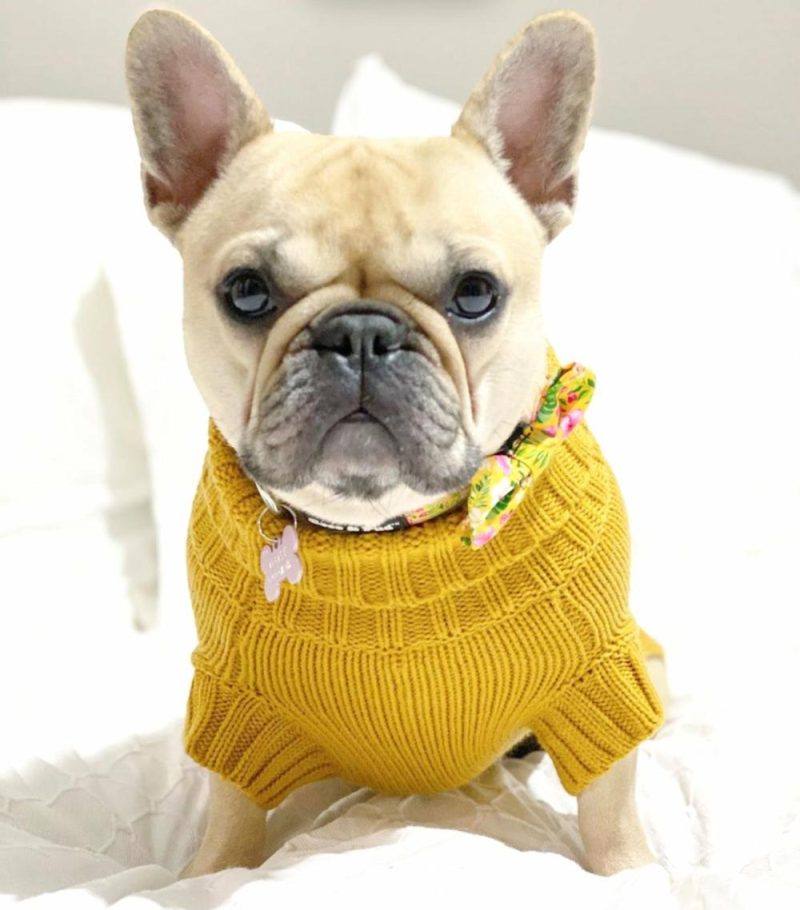 Wool Sweaters | Coco Cable Dog Sweater/ Dog Jumper – Mustard