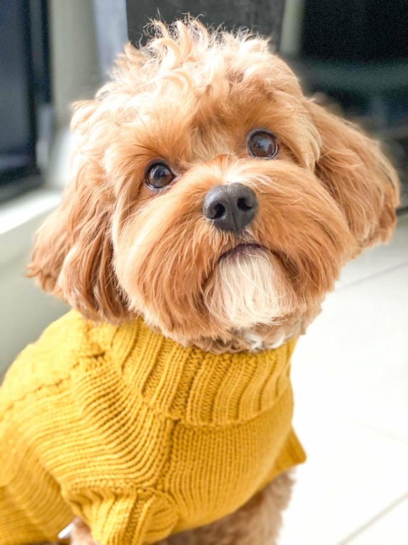 Wool Sweaters | Coco Cable Dog Sweater/ Dog Jumper – Mustard