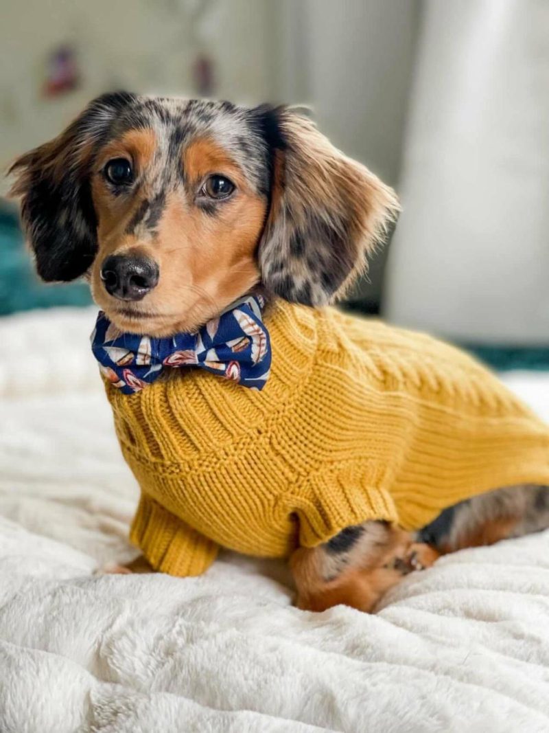 Wool Sweaters | Coco Cable Dog Sweater/ Dog Jumper – Mustard