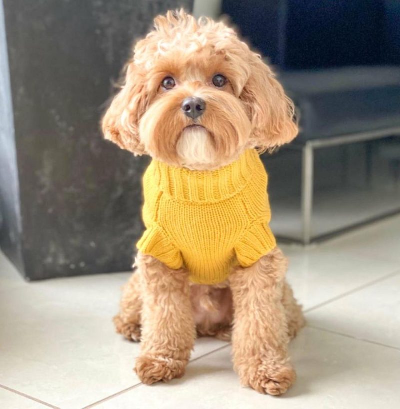 Wool Sweaters | Coco Cable Dog Sweater/ Dog Jumper – Mustard