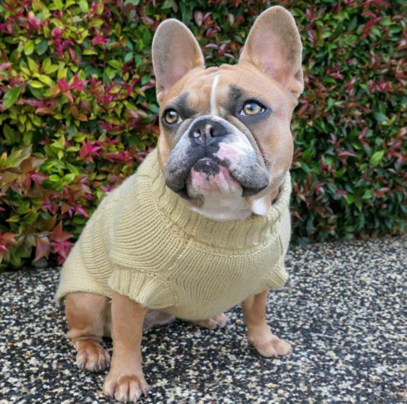 Wool Sweaters | Coco Cable Dog Sweater/ Dog Jumper – Oatmeal