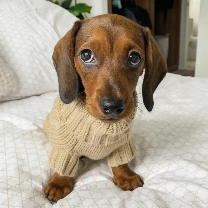 Wool Sweaters | Coco Cable Dog Sweater/ Dog Jumper – Oatmeal