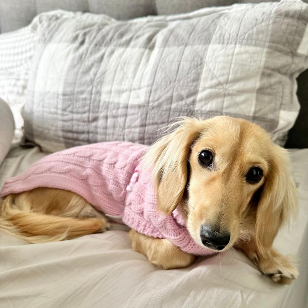 Wool Sweaters | Dachshund Cable Dog Sweater/ Dog Jumper – Light Pink