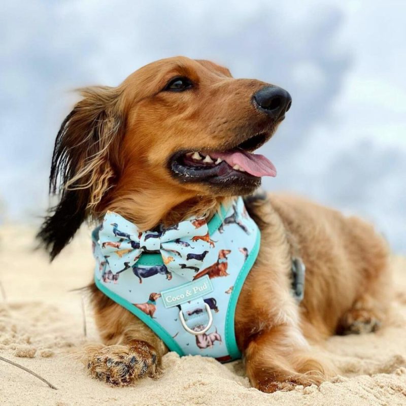 Adjustable Harnesses | Doxie Love Adjustable Dog Harness