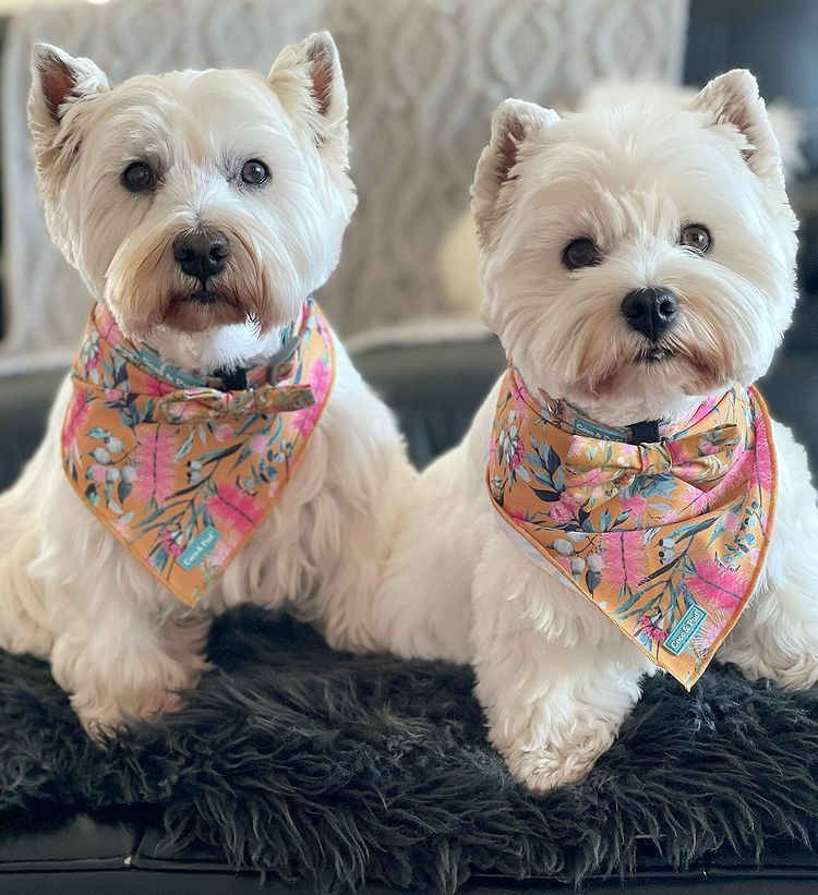 Bandanas | Brush With Nature Dog Bandana