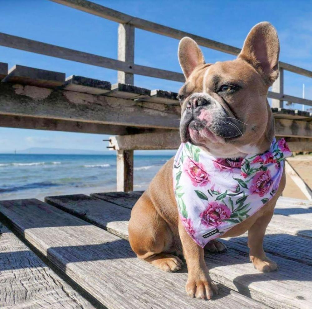 Bandanas | Peony Cotton Dog Bandana