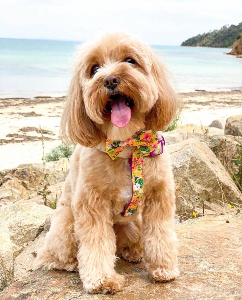 UniClip Harnesses | Summer Sunrise UniClip Lite Strap Dog Harness