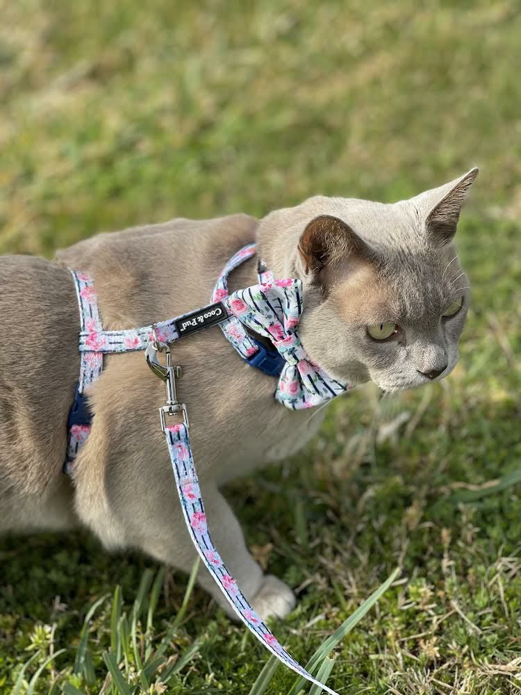 Harnesses | Floral Blooms Cat/ Puppy Harness